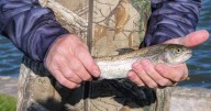Warm water delays trout stocking plans in Eastern Iowa