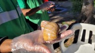 Invasión de caracol africano: así avanza la Alcaldía de Cali en la recuperación de parques y zonas verdes afectadas