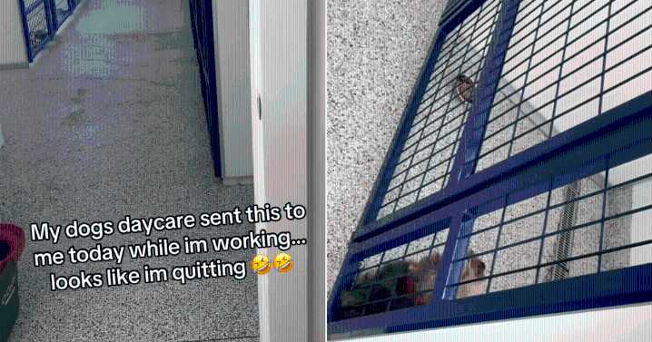 Dog’s Dramatic Daycare Meltdown Has His Owner Joking About Quitting Work