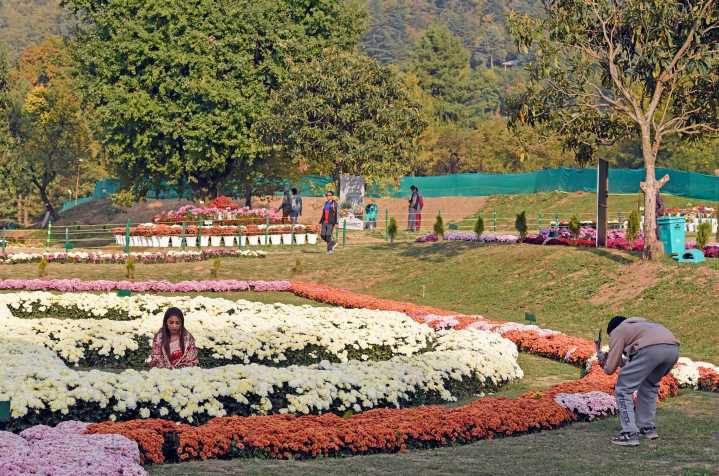 Chrysanthemum Garden at NMBG a proud initiative of Floriculture Department