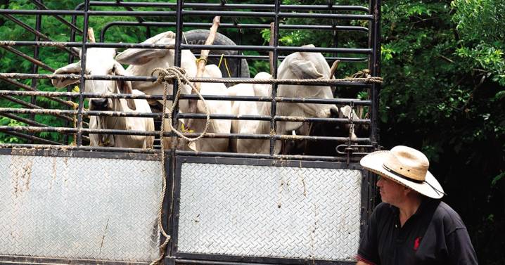 Pierden 200 mdp por gusano barrenador; van por nuevo plan