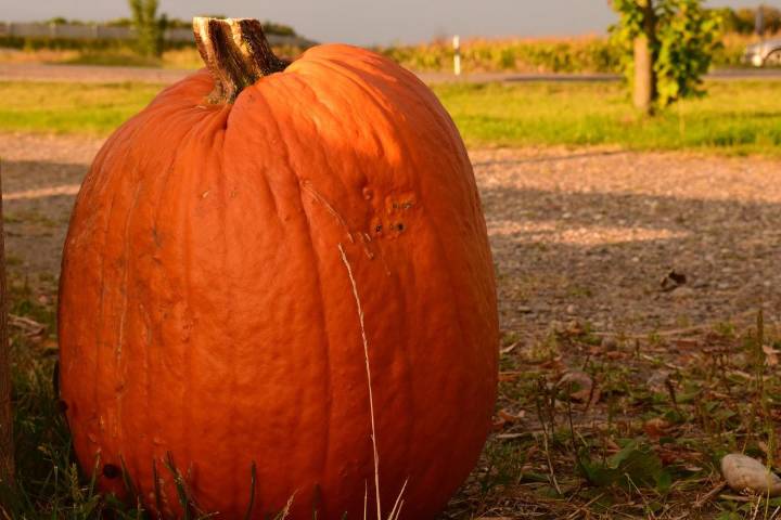 5 festivales de calabaza que no te puedes perder en EE.UU. este otoño