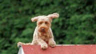 Los perros también pagan impuestos, así funcional la 'perritasa'