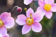 October Gardening in Milwaukee: Bee Mindful of Your Fall Garden