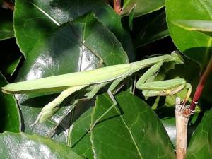 Praying mantis species spotted in southwest England for first time
