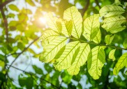 ¿Qué es la fotosíntesis y cómo influye el clima en ella?