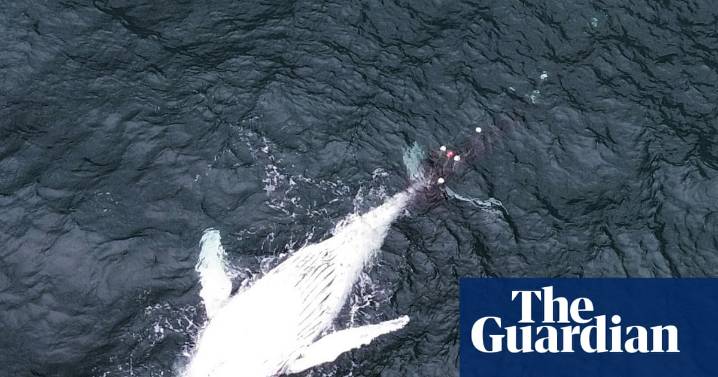 Juvenile humpback whale dies off NSW coast while entangled in shark net