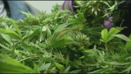 Maryland cops get ‘overwhelming’ response to weed research program