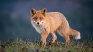 Second fox tests positive for rabies in north Bexar County