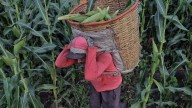 Productores de maíz amagan con manifestación por precios justos