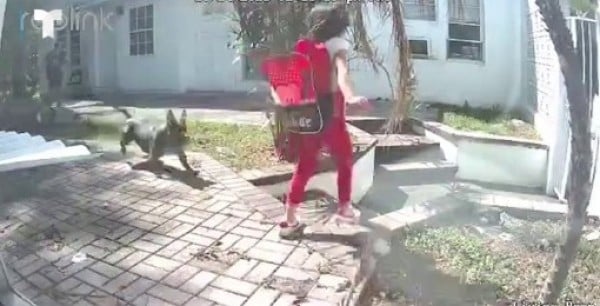 Pitbull ataca a niña de 8 años en Hollywood