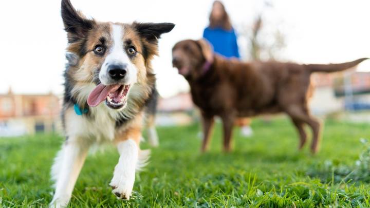 Dog-friendly social hub, Fetch Park, set to open in Manayunk – NBC10 Philadelphia