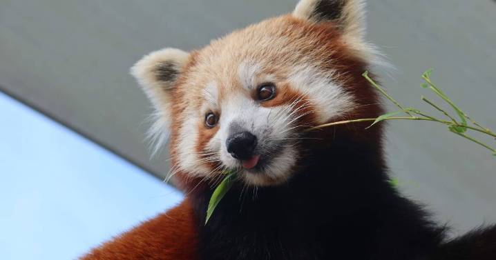 New red panda siblings unite conservation efforts at Oakvale