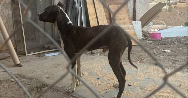 Fiscalía rescata en Tijuana a perro que era suspendido por el cuello