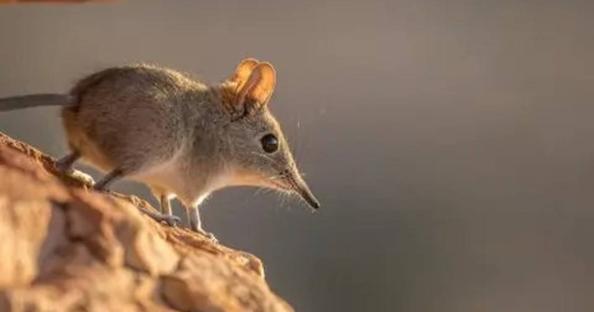 La musaraña fue declarada extinta en Australia