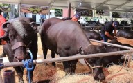 Rebaño nacional de búfalos es de 3 millones 500 mil animales