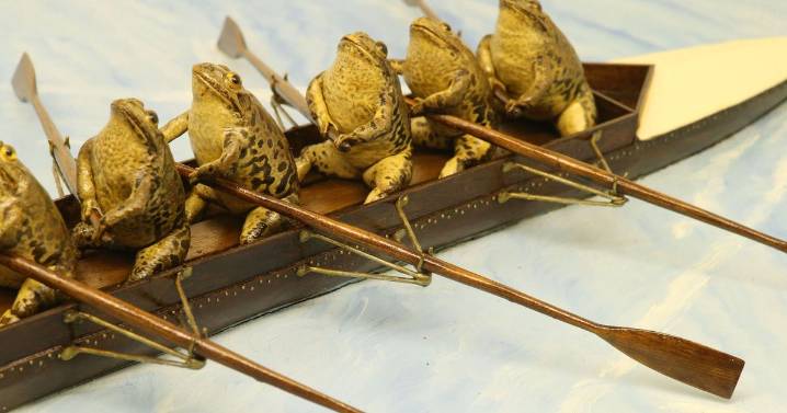 Frog taxidermy is just one of Europe's quirky museums loved by Brits