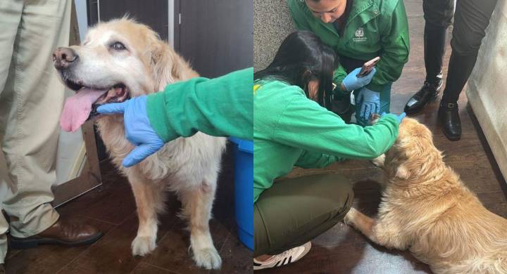 Maltrato animal en Bogotá: rescatan a la perrita Samanta y dos gatitos de su agresor tras protestas