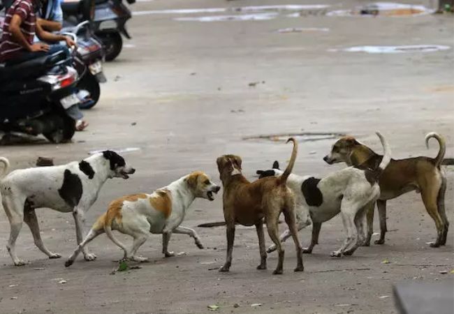 Coaches each from Kenya and Japan bitten by stray dog at JLN stad...