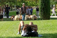 Quince ovejas y un carnero cruzan el campus de la UA para reivindicar la trashumancia