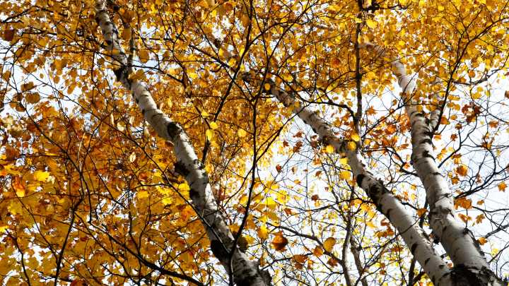 Cheboygan County's weather forecast for Thursday