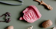 El eje intestino-cerebro: cómo la salud digestiva impacta tu bienestar emocional