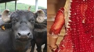 MP News: Newly Wed Woman Consumes Acid After In-Laws Torture Her For Not Bringing Buffalo In Dowry, Dies