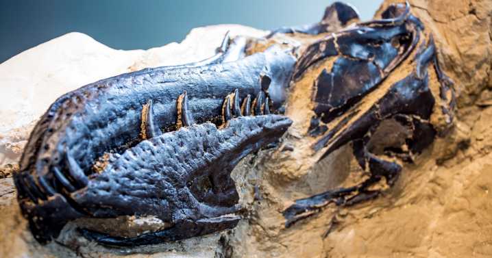 New fossil reveals T. rex had a rival predator