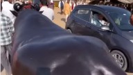 VIDEO Of Buffalo Worth ₹23-Crore At Rajasthan’s Pushkar Fair Goes Viral; Know About Its Daily Care Cost