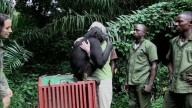 VIDEO: Revive cuando una chimpancé abrazó a Jane Goodall tras ser liberada