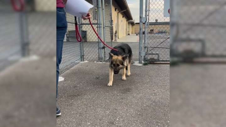 California Shelter Staff Watch Abused Dog Tremble In Silence, Then Witness A Miraculous Change