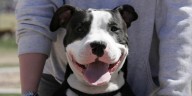 Hombre en Florida afirma que su pit bull de un año le disparó accidentalmente mientras dormía