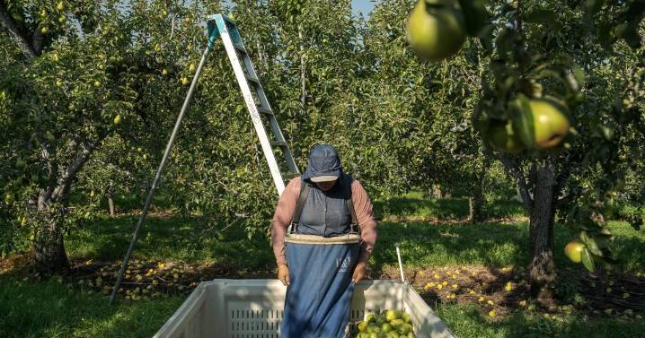 Takeaways from AP's report on the growing dangers of heat on pregnant agriculture workers