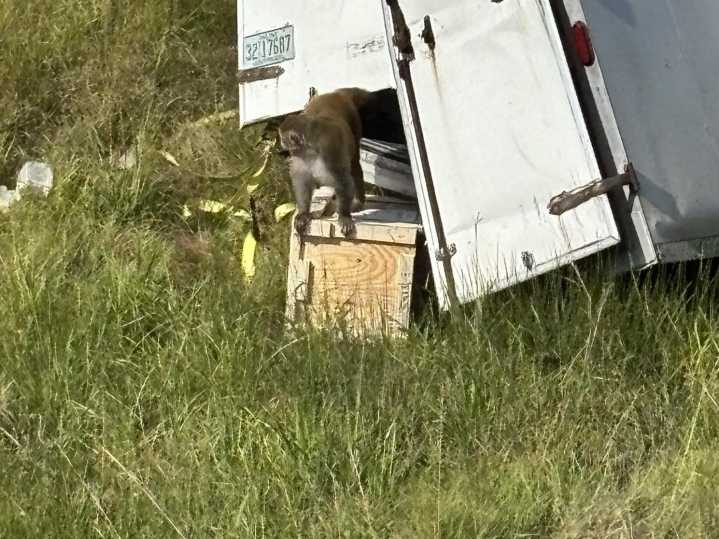 'Aggressive' monkeys escape from overturned truck in Mississippi
