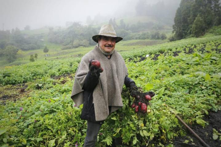 En Boyacá la Secretaría de Agricultura contribuye con el rescate de la papa ancestral