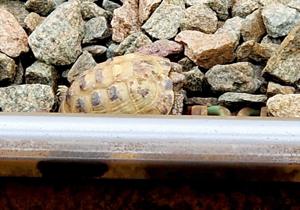 Runaway tortoise named Mr. T saved after wandering onto train tracks