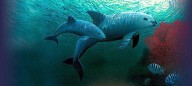 México y ONG avistan entre siete y diez ejemplares de vaquita marina
