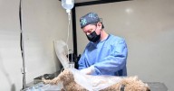 Continúan las jornadas de castración masiva de mascotas