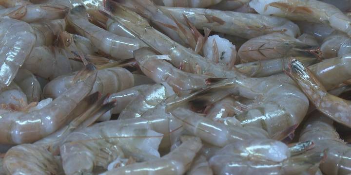 5k lbs. of shrimp seized from unlicensed fisher in Cameron Parish, LDWF says