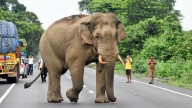 Two Farmers Arrested Following Elephant's Death In Haridwar Forest Division