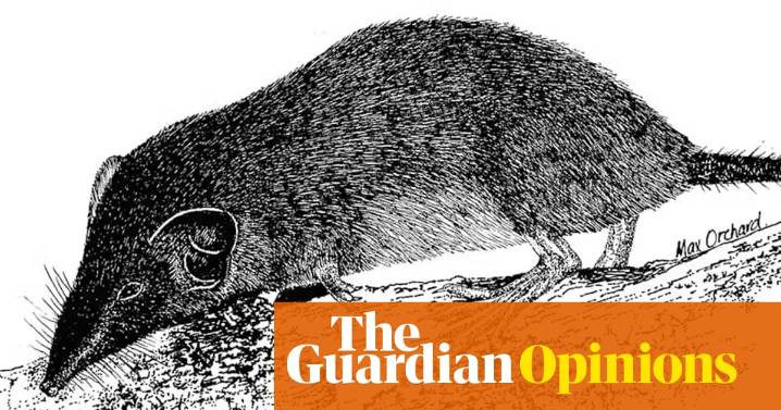 And then there were none: Australia’s only shrew declared extinct