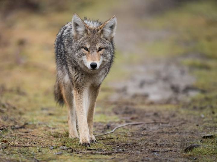 Un coyote atacó a un niño de 9 años que jugaba en su patio en Portland: autoridades piden precaución a los vecinos