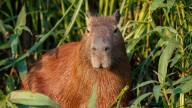 Carpinchos en Nordelta: la Justicia prohíbe su castración y ordena suspender las obras del corredor biológico para animales
