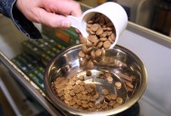 Raw dog food and healthy pet foods recalled due to salmonella
