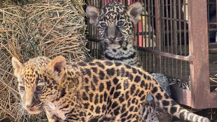 Nacimiento de jaguares salva a zoológico “El Toluco” de cerrar en Jiménez