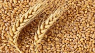 Cabinet Clears MSPs for Rabi Crops for 2026