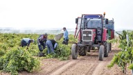 Las inspecciones durante la vendimia detectan 17 extranjeros sin permiso de trabajo y 63 temporeros sin alta
