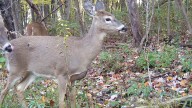 Wildlife officials race to contain contagious deer illness