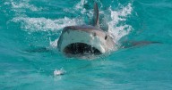 Health update on man attacked by shark TWICE before driving himself to hospital