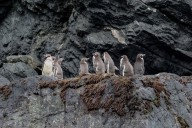 El Pingüino de Humboldt se extingue: 5 cosas que no sabías de esta ave